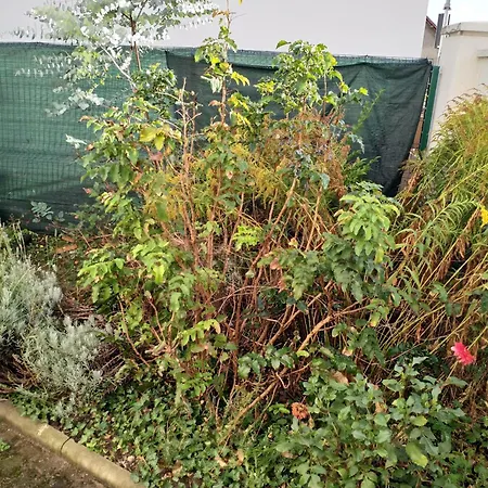 Maison Avec Jardin En Centre